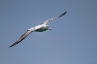 Albatros kralovsky - Diomedea epomophora - Southern Royal Albatross 7537